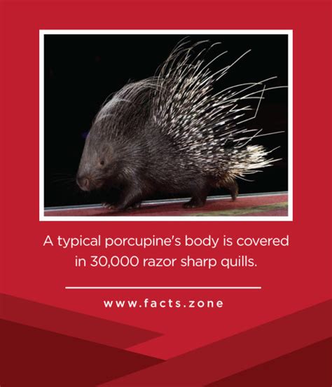 A Typical Porcupines Body Is Covered In 30000 Razor Sharp Quills • Facts Zone