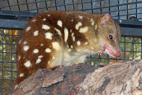 Spotted Tail Quoll Quoll Feral Pig Wild Dogs