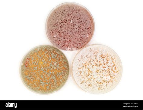 Different Fungi Microorganisms On Agar Plate Stock Photo Alamy