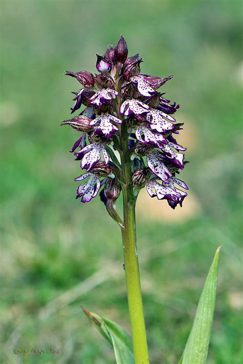 Orquídea de Dama Orchis purpurea Montañas de Arbolí Tarra Flickr