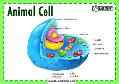 Animal Cell Structure Hd