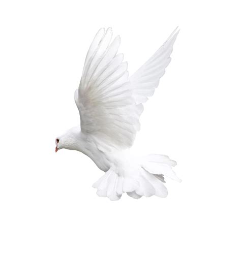 White Flying Pigeon Png Image Transparent Image Download Size 1636x1756px