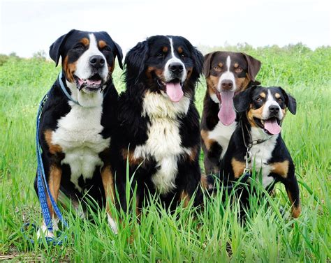 Swiss Mountain Dog Wikipedia The Free Encyclopedia Haushund