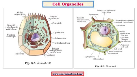 It's function is to allow transport of materials from inside and outside the cell. B1 Cell-Plasma Membrane,Cell Wall,Nucleus,Endoplasmic ...