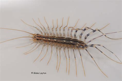House Centipede No 29 Mississippi State University Extension Service