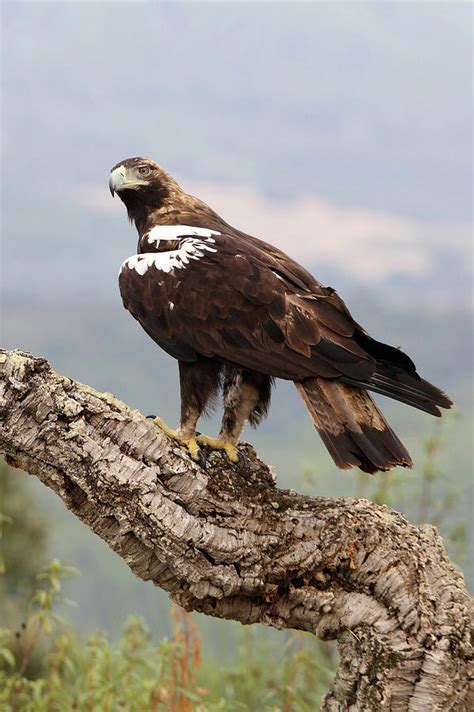 Spanish Imperial Eagle Adult Male In A Mediterranean Forest Photograph