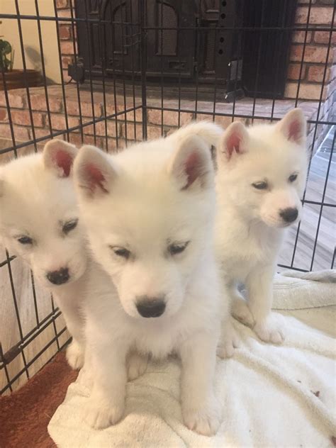 119,337 likes · 46 talking about this. Alaskan Husky Puppies For Sale | Lancaster, CA #318415