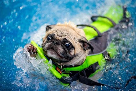 Pool Pug Cute Pugs Pugs Cute Animals