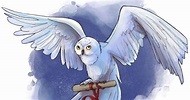 Hedwig 【La lechuza más famosa del Mundo Mágico】