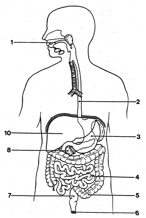 Digestive System Unlabeled Diagram