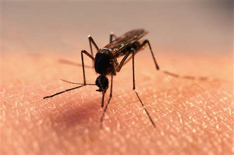 florida declares zika public health emergency