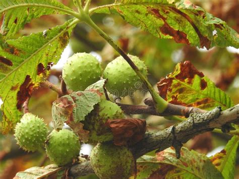 Horse Chestnut Seed Pods Growing On An Oak Tree Stock Image Image Of