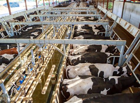 Americas Biggest Dairy Co Op May Buy Dean Foods Milk Monopoly