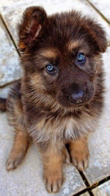 35 German Shepherd Puppies That Really Cute Fallinpets