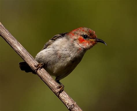 Immature Male Scarlet Honeyeater Birds In Backyards