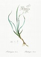 Phalangium bicolor illustration from Les liliacées (1805) by Pierre ...