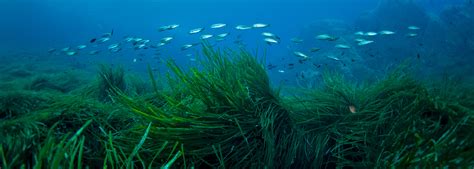 6 Things About Seagrass Every Diver Should Know