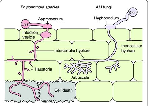 Phytophthora species and arbuscular mycorrhizal (AM) fungi follow