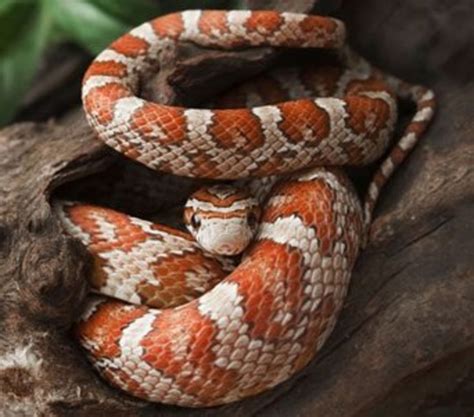Best Pet Snake Species For Children And Beginners Pethelpful
