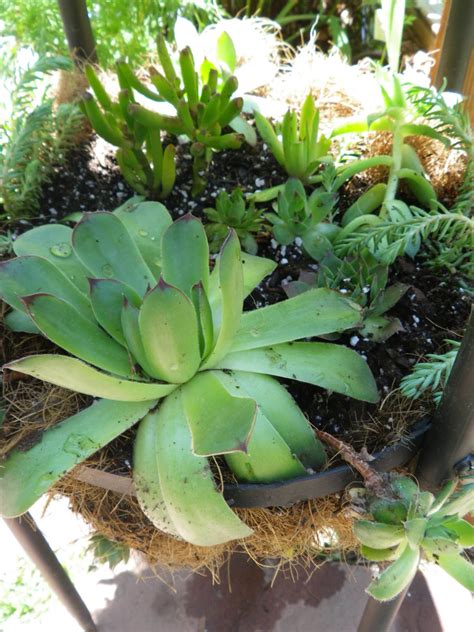 Follow the general tips above and any specific instructions on the label. Lori's Garden: Potted Cactus Gardens
