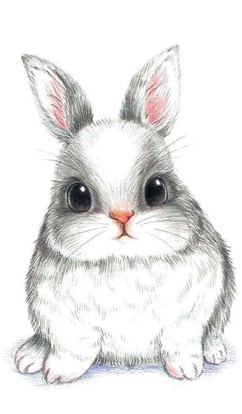 Bunny Cartoon Drawing At Explore Collection Of