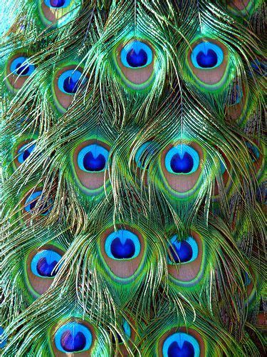 Beautiful Peacock Plumes Peacock Pictures Peacock Peacock Feathers