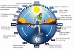 Ciclos circadianos: las claves de tu reloj interno - Gimnasio "la salud"