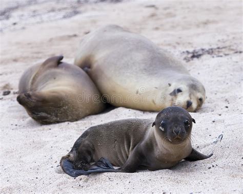 Baby Galapagos Sea Lion Stock Image Image Of Alone Beach 46297785