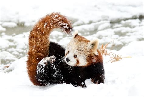 Royalty Free Photo Red Panda On Snow During Daytime Pickpik