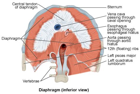 It's a reflex of the diaphram, which is the film of skeletal muscle separating the chest cavity from the abdomen. Axial Muscles of the Abdominal Wall and Thorax | Anatomy ...