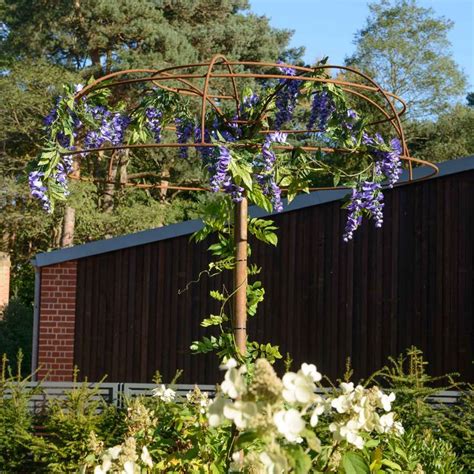 Wisteria Umbrella Plant Support Harrod Horticultural Wisteria Tree Plant Supports Wisteria