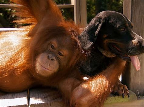 An Orangutans Best Friend Unlikely Animal Friends Animals