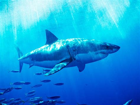 The Ethics Of Why You Should Definitely Watch Shark Week Wired