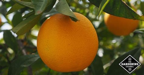 How To Grow Orange Trees From Seeds Or Saplings Gardening Channel