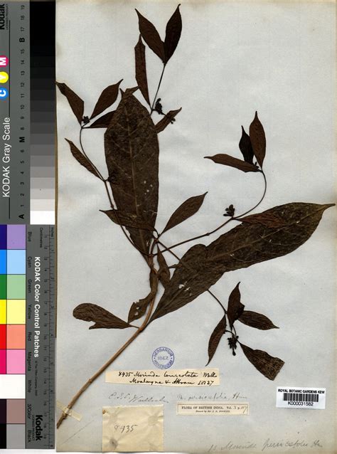 Morinda Persicifolia Buch Ham Plants Of The World Online Kew Science