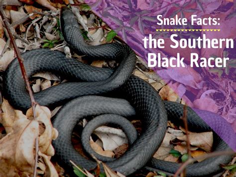 Black Racer Snake Bite