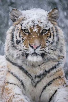 My pet carnivore coupon codes, promo codes & discounts give you the best possible prices when you purchase your favorite brands online in 2020. Snowmaster Tiger #coupon code nicesup123 gets 25% off at ...