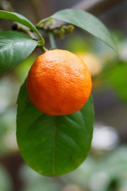 Growing Mandarin Free Stock Photo Public Domain Pictures