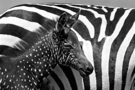 Rare Sighting Capturing The Extraordinary Spotted Zebra Foal In Kenya