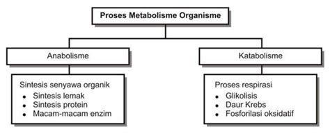 Pengertian Metabolisme Anabolisme Dan Katabolisme Definisi