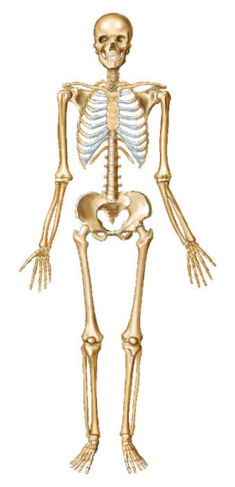Skeleton And Bones Human Body Part Series Article Most