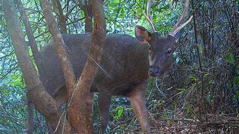 Last Remaining Wilderness Camera Trap In Burma Captured Rare Wildlife