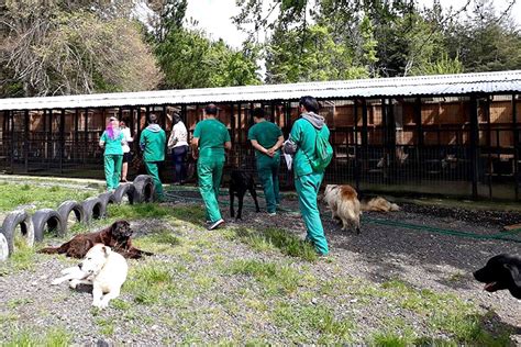 Refugio Canino Municipal De Pucón Abre Sus Puertas A Universitarios