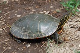 Painted Turtle (Chrysemys picta) - Amphibians and Reptiles of South Dakota
