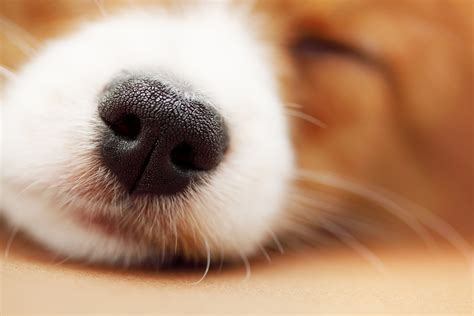 Puppy Nose Wallpapers High Quality Download Free