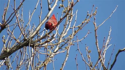 Male Northern Cardinal Singing Youtube