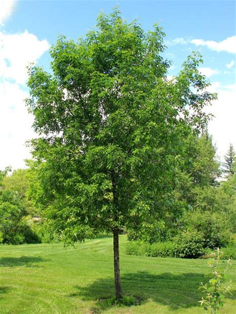 Green Ash Tree Facts Green Ash For Sale Treetimeca Home Sweet