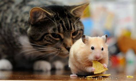 Cute Cats And Hamsters Wallpapers Wallpaper Cave