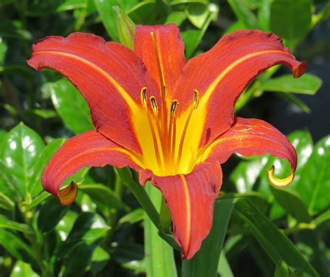 Day Lily Birds And Blooms