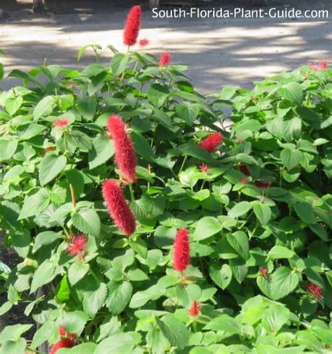 It's an irresistible combination of fun and the exotic all wrapped into one. Dwarf Chenille